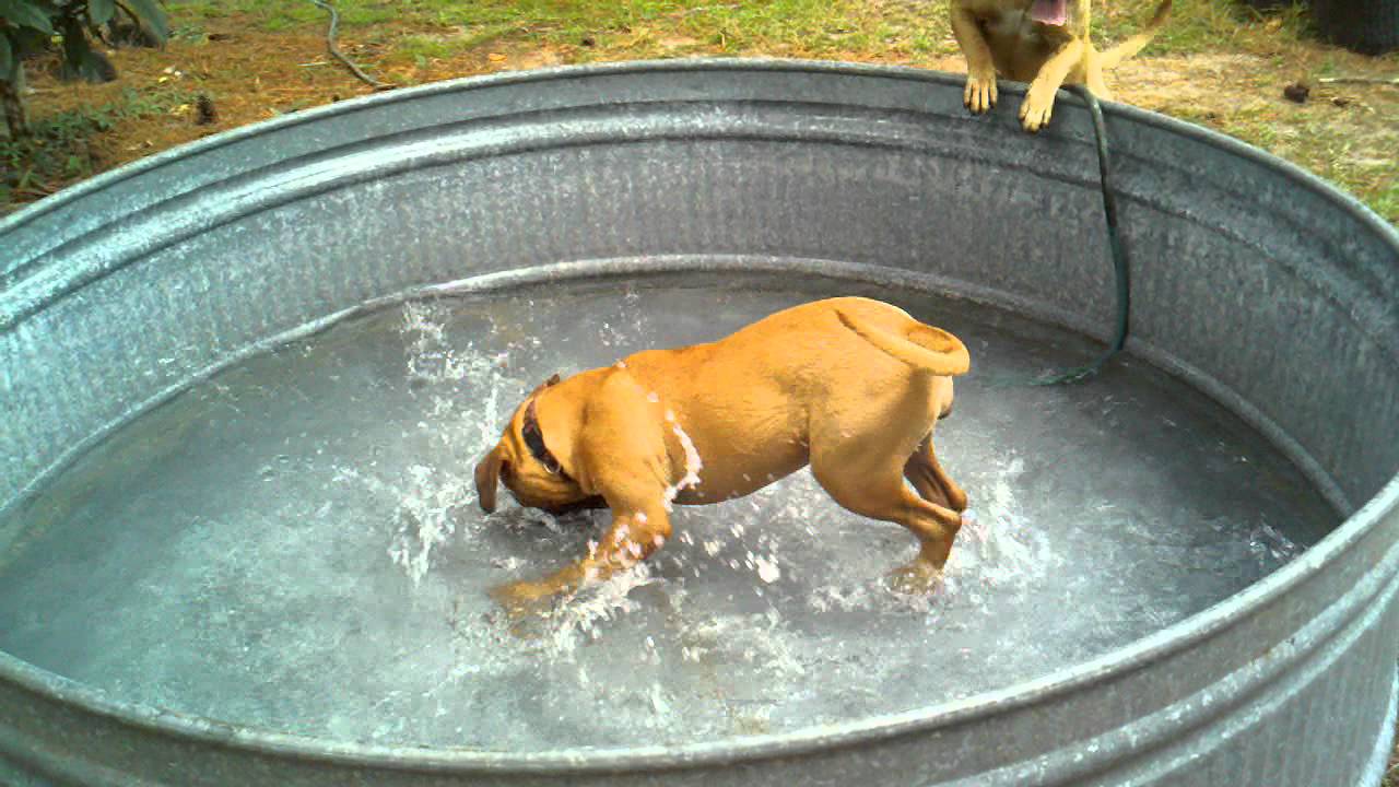 bullmastiff puppy in pool