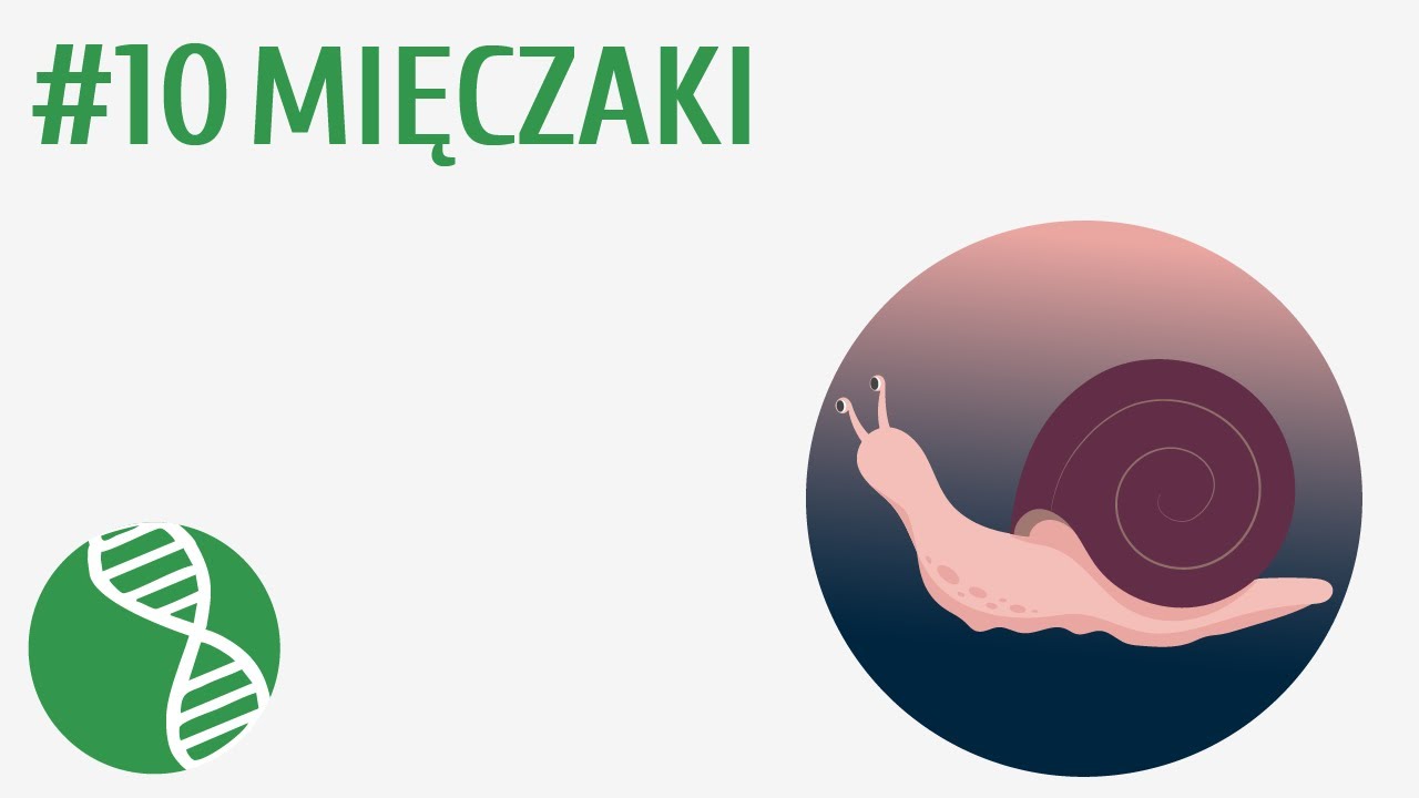 Mięczaki #10 [ Bezkręgowce ]