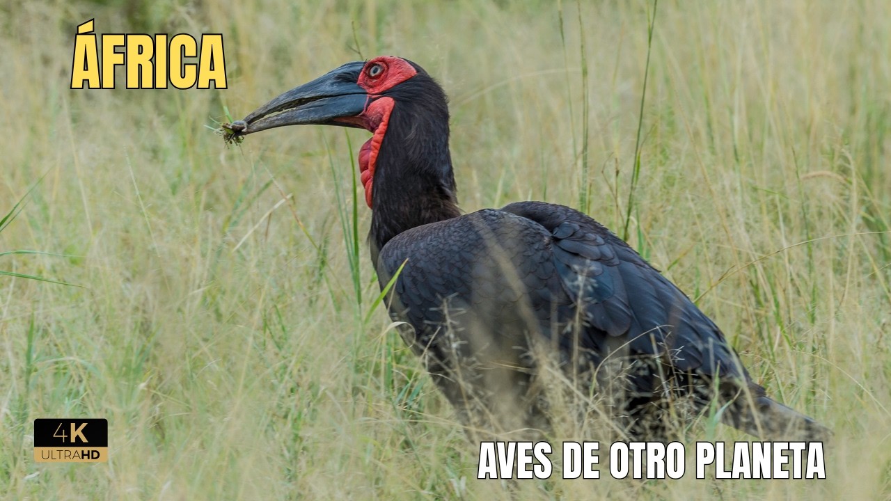 AFRÍCA: Paraíso de AVES Multicolores | DOCUMENTAL Episodio 2