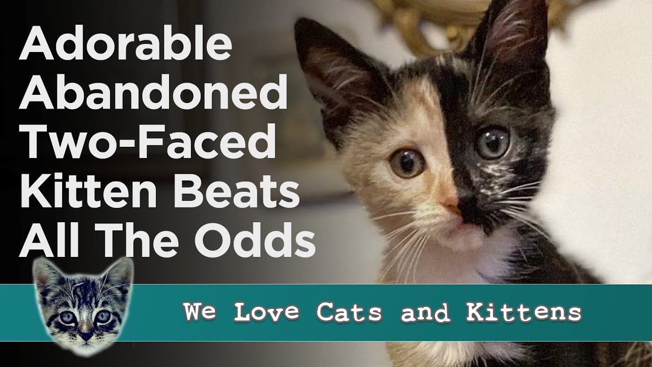 Phoebe's Tale: Two-Faced Kitten Overcomes Trauma In Unbelievable Journey! 🌟