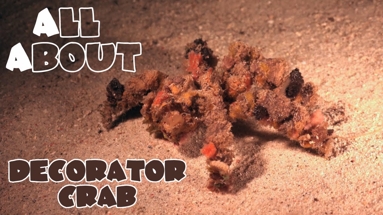 All About The Decorator Crab