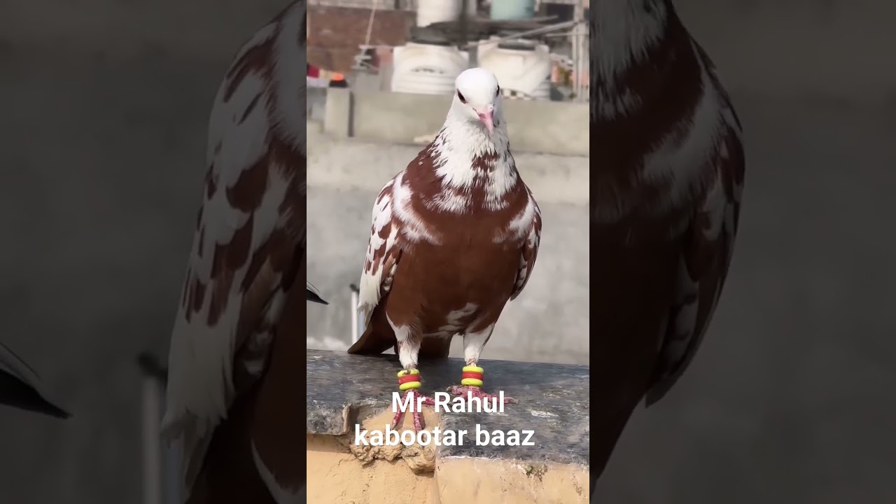 #fancybird #pigeon #bird #birds #golekabootar #fancy pigeons  Mr Rahul kabootar baaz