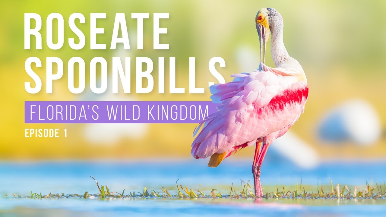 Roseate Spoonbills in the Everglades | Florida Wildlife Photography