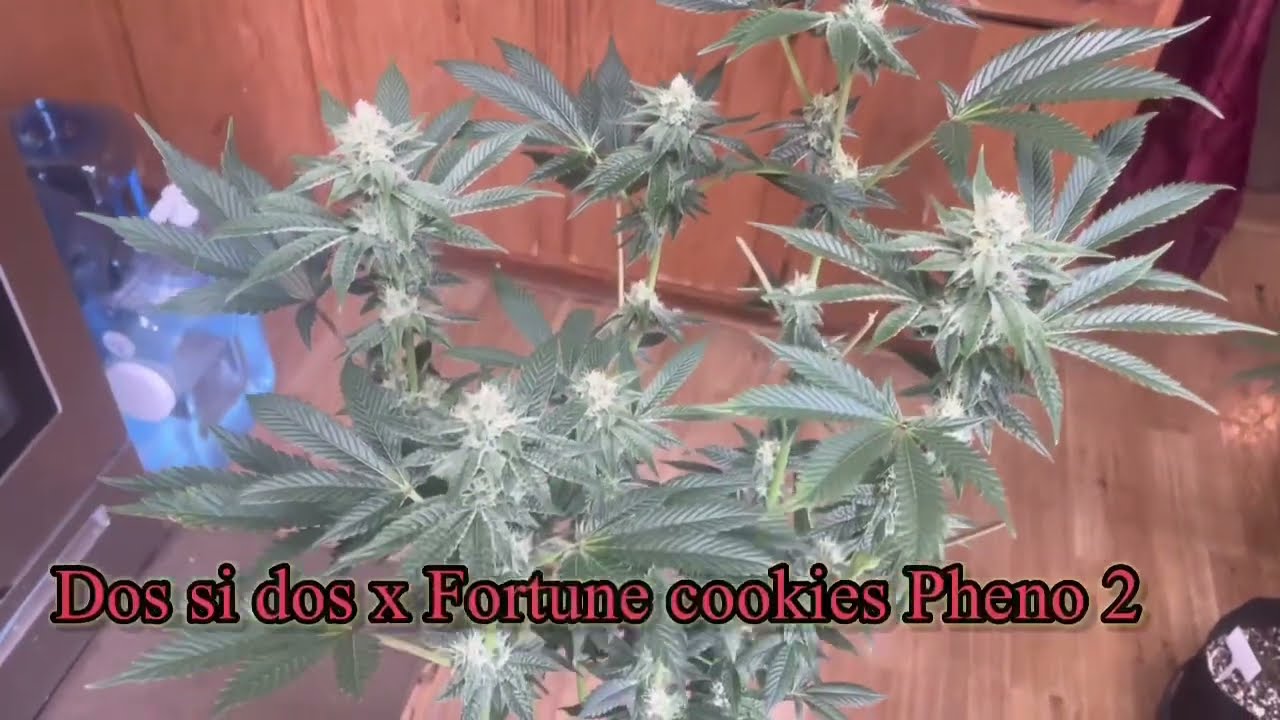 Dos si dos x fortune cookies from Humboldt seed company