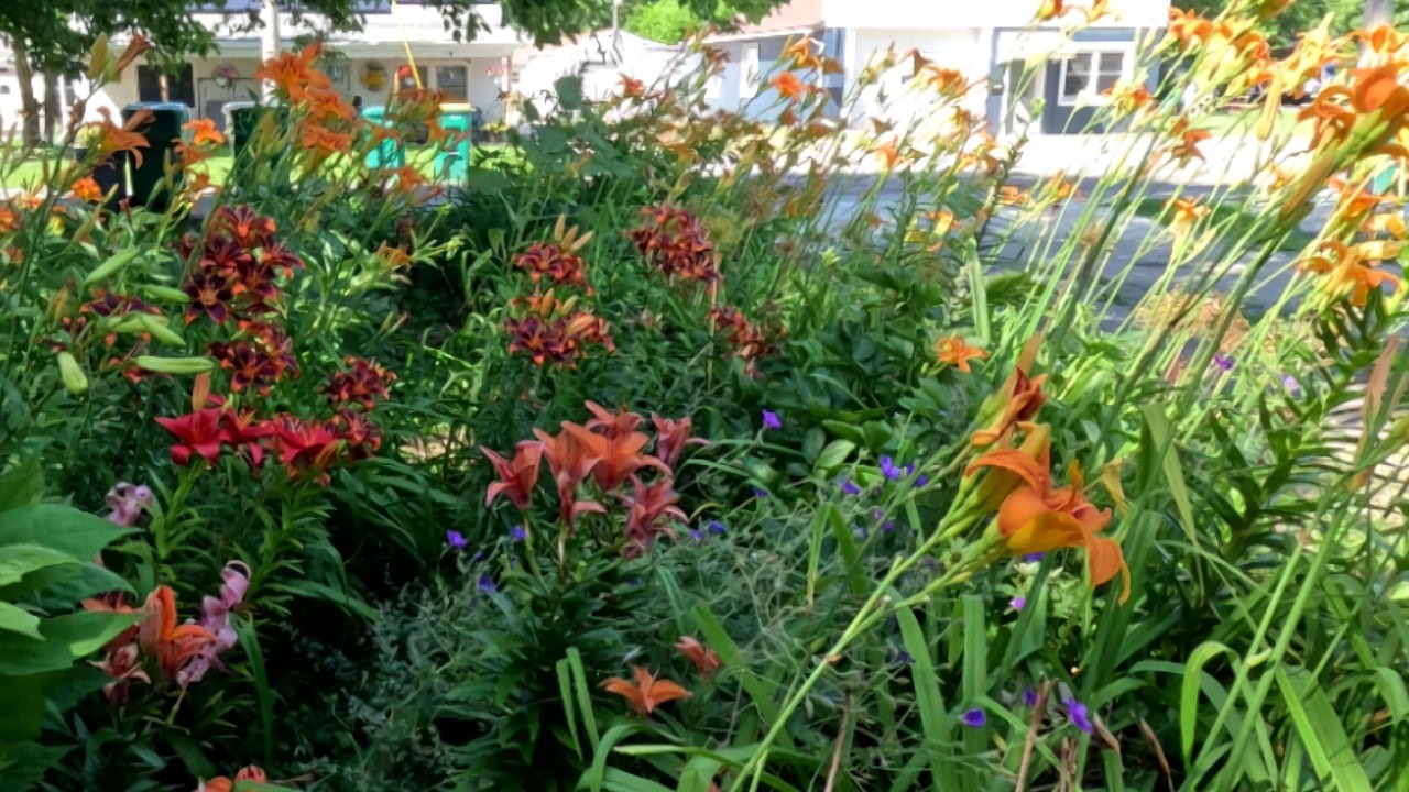 Flowers in my June garden