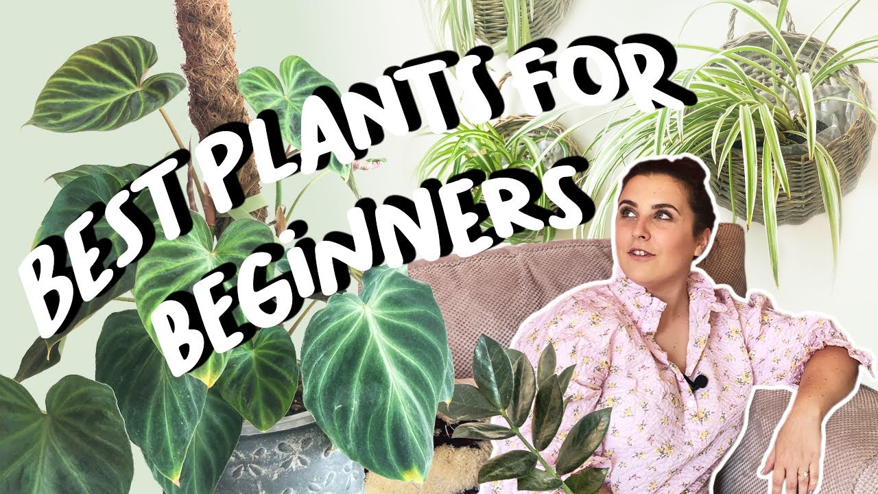 14 Easy Care Houseplants for Beginners | Top Houseplants For Beginners