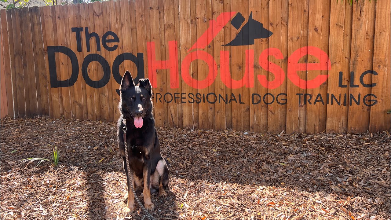 Remi | German Shepherd 