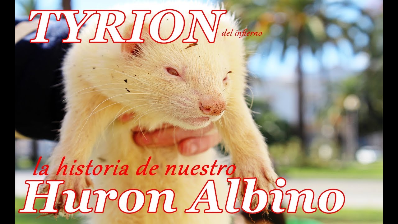 Tyrion💥, nuestro Hurón Albino