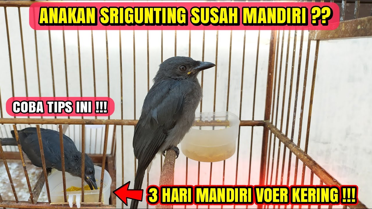 CARA AMPUH MELATIH ANAKAN SRIGUNTING AGAR CEPAT MANDIRI VOER KERING❗