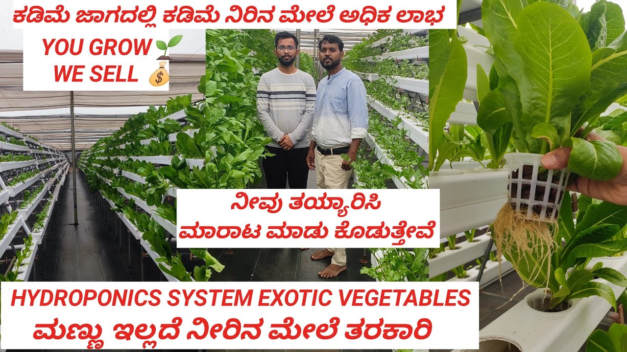 hydroponic farming in karnataka | hydroponic farming in kannada| hydroponic system