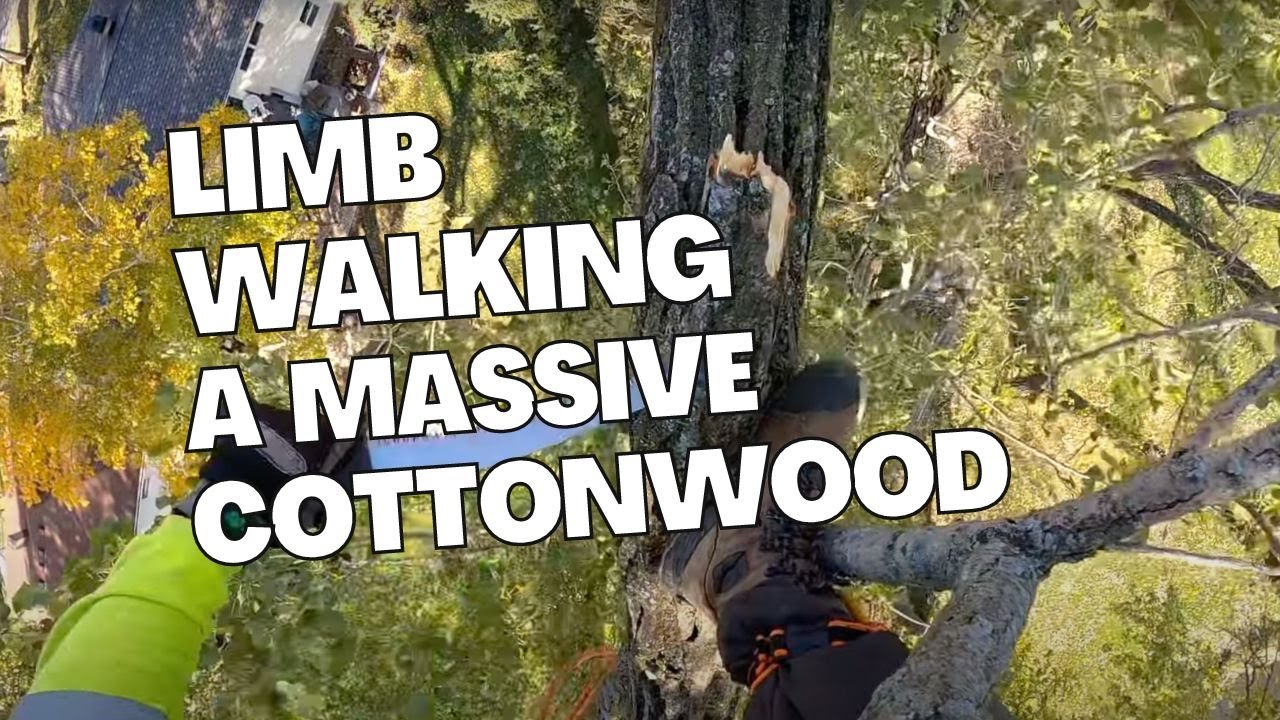Incredibly Long Climbing Tutorial in an Incredibly Tall Cottonwood