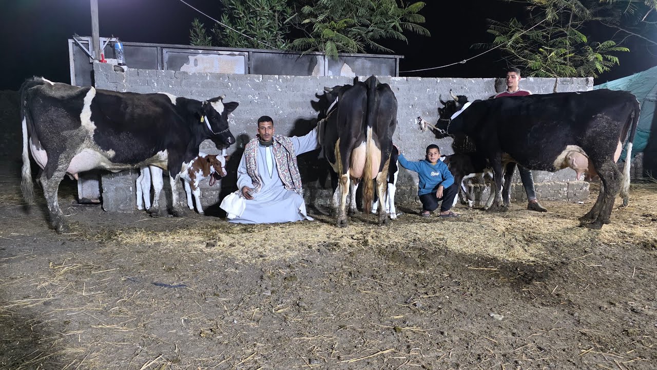سيب اللي في ايدك وتعالى شوف بنفسك دبابات البقر الوالد الهولشتاين البيور الأصلي علي أبوه