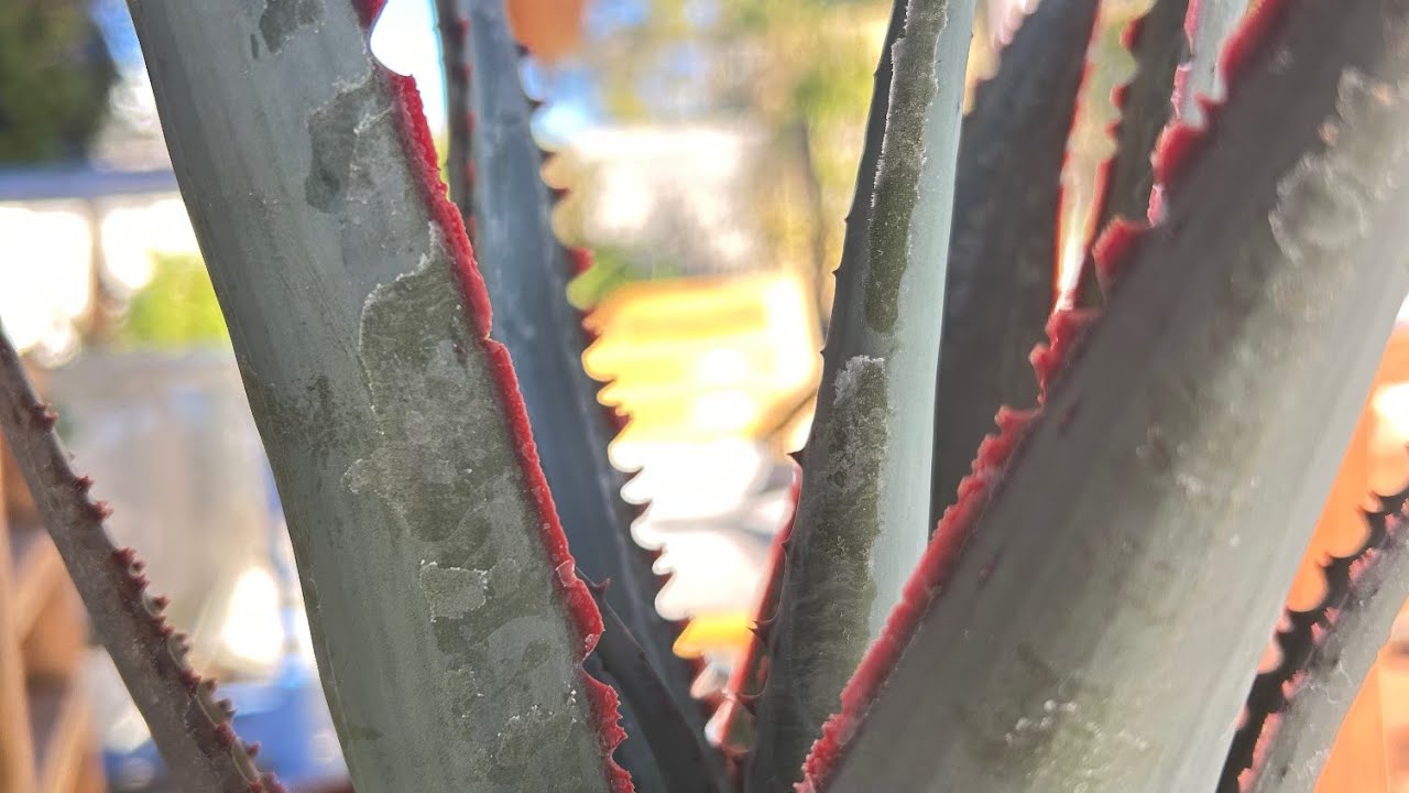 Planting aloes into a hugelkultur mound in a Las Vegas front yard.