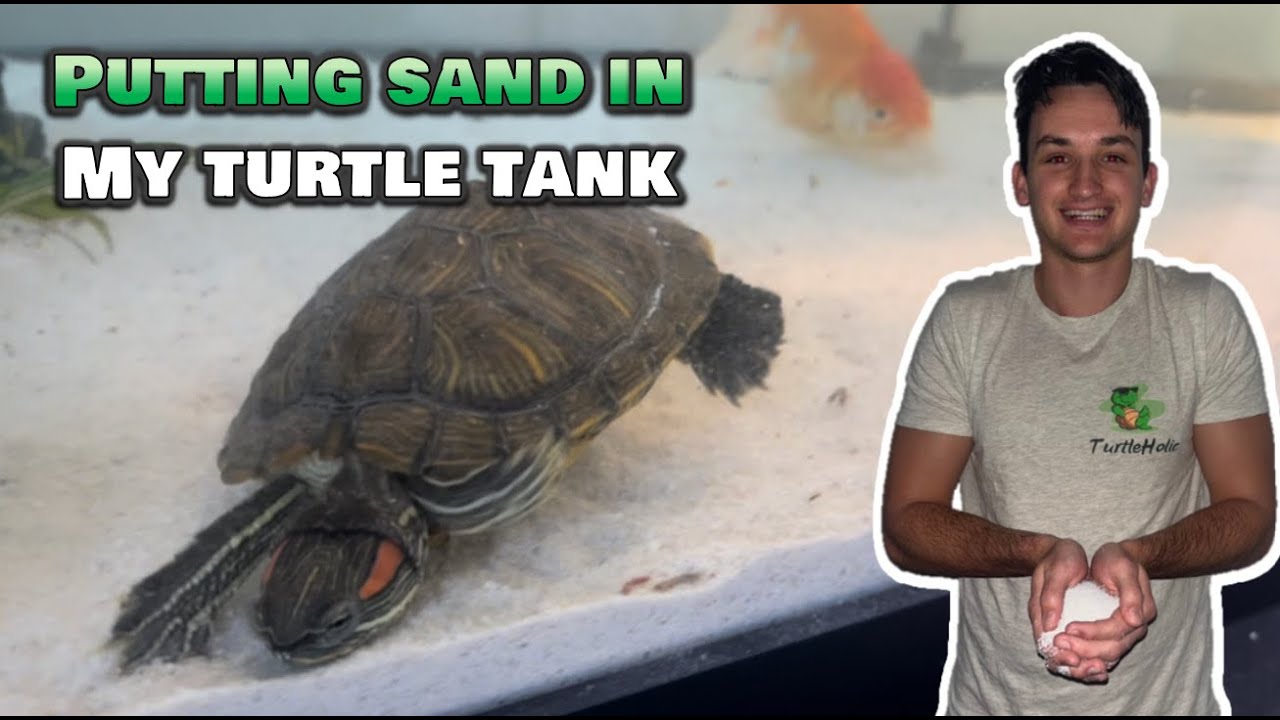 How To Add Sand To Your Turtle Tank (The clean way!)