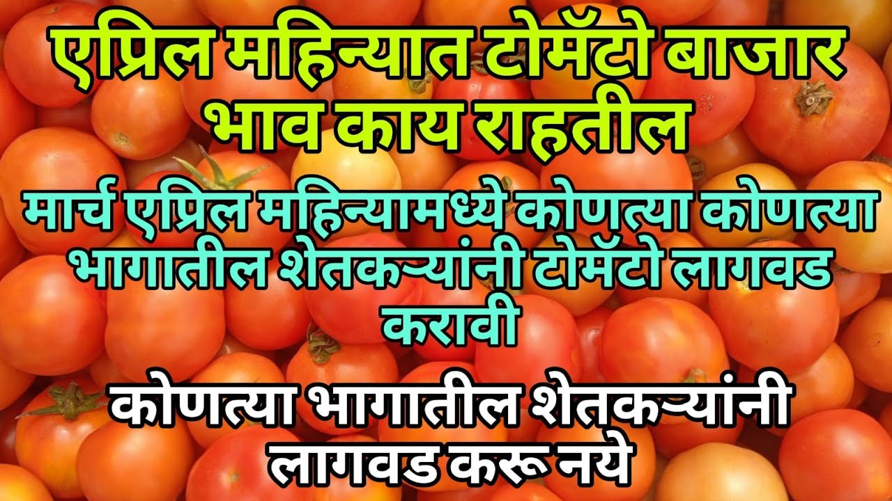 🍅मार्च-एप्रिल टोमॅटो लागवड किती करावी? | दुष्काळी वर्षात  शेतकऱ्यांसाठी महत्वाचा सल्ला🍅