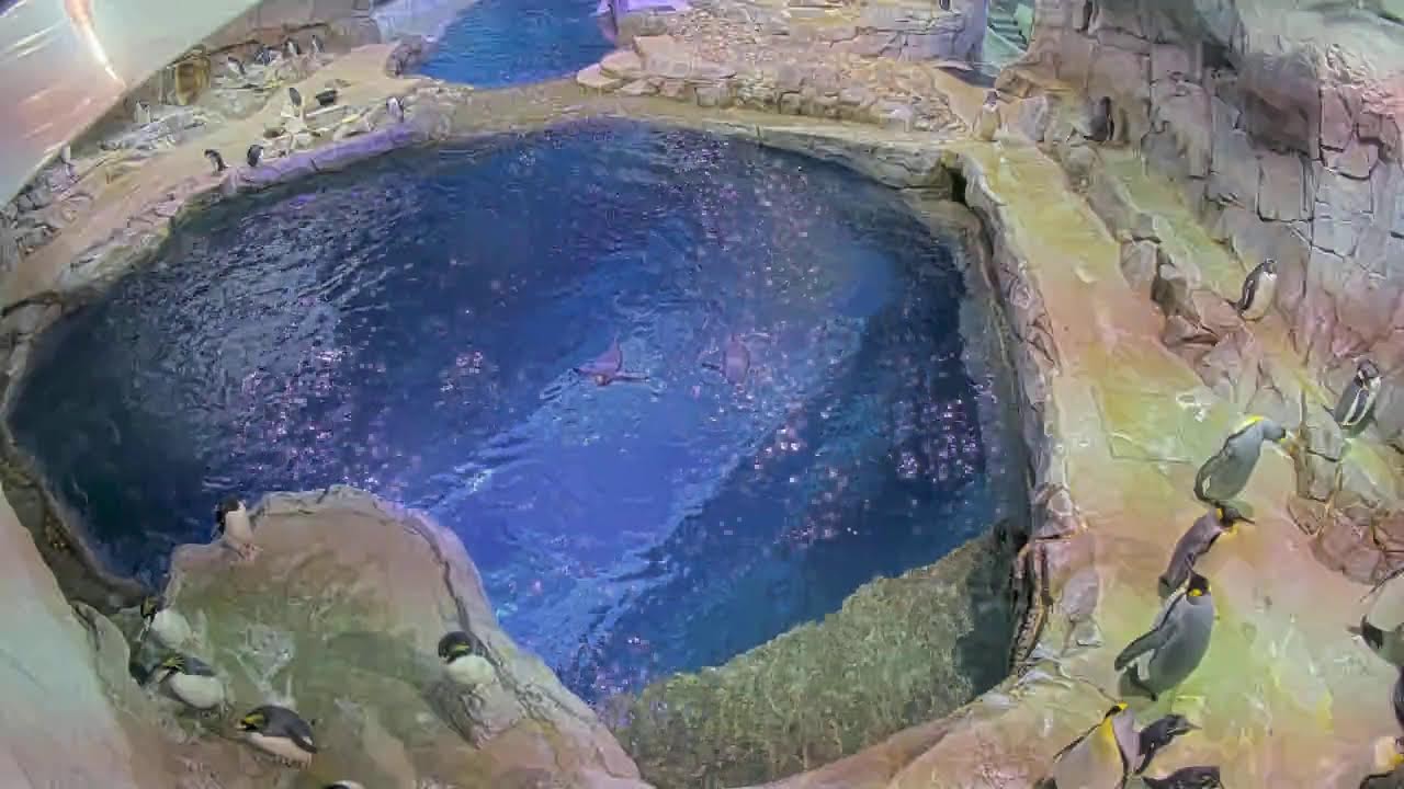 Penguins Live