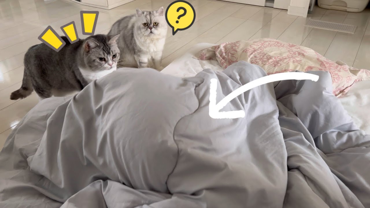 マロンの一人かくれんぼ #252