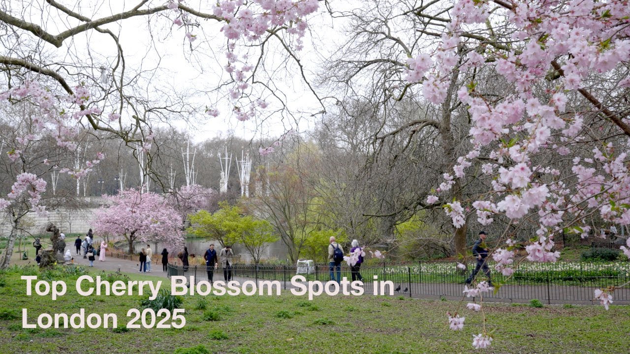 Top Cherry Blossom Spots in London 2025