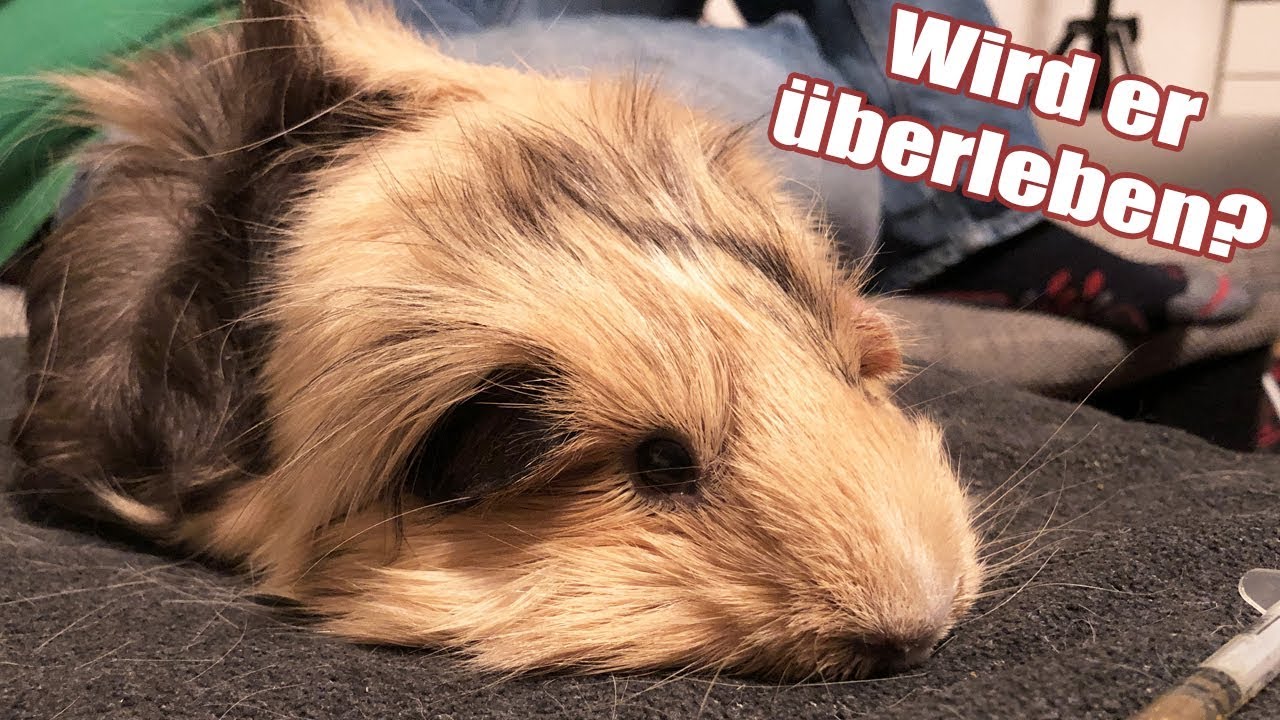 Wird Semmel es überleben? / Fast alle krank | Die Meeries