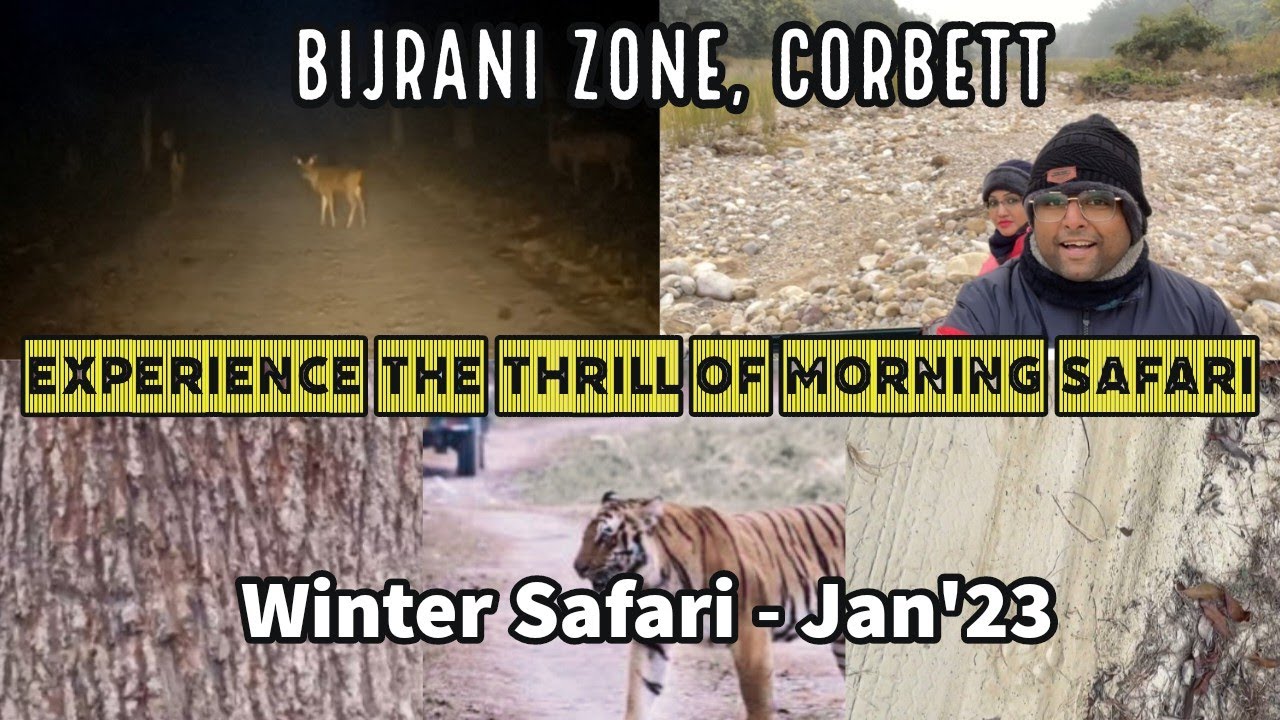 Close Tiger Tracing @ BIJRANI ZONE | Morning Safari | Winter Safari | Corbett National Park 2023