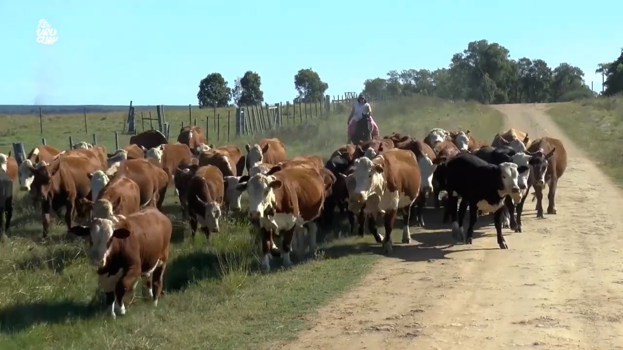 Todo Uruguay | Gregorio Alegre y una vida entera dedicada al trabajo rural en Paso Ramírez