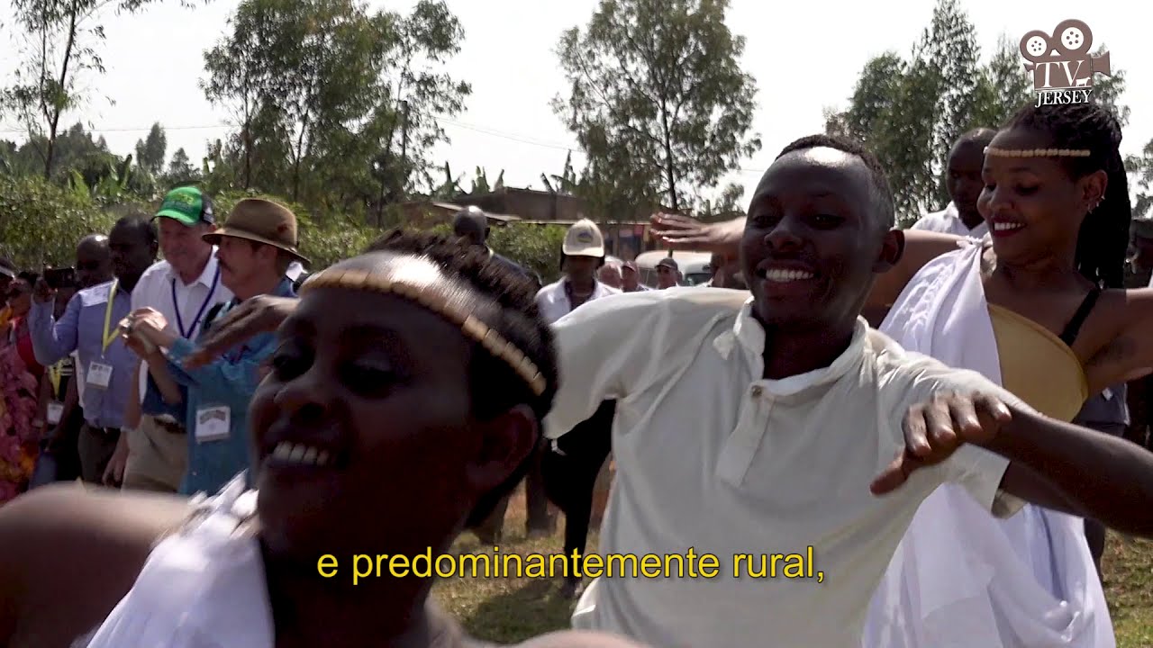 Como a vaca Jersey está transformando a África