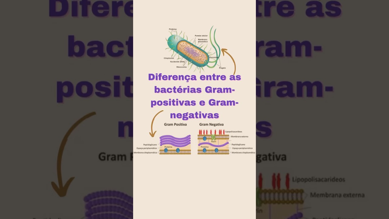 Diferen&ccedil;a entre bact&eacute;rias gram-positivas e gram-negativas? #ci&ecirc;ncias #biologia #bacterias