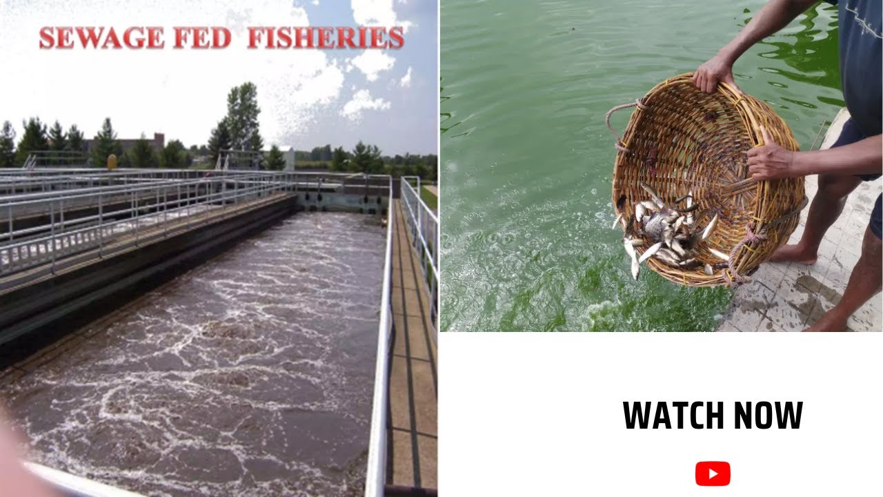 Sewage Fed Fish Culture/Sustainable Fisheries