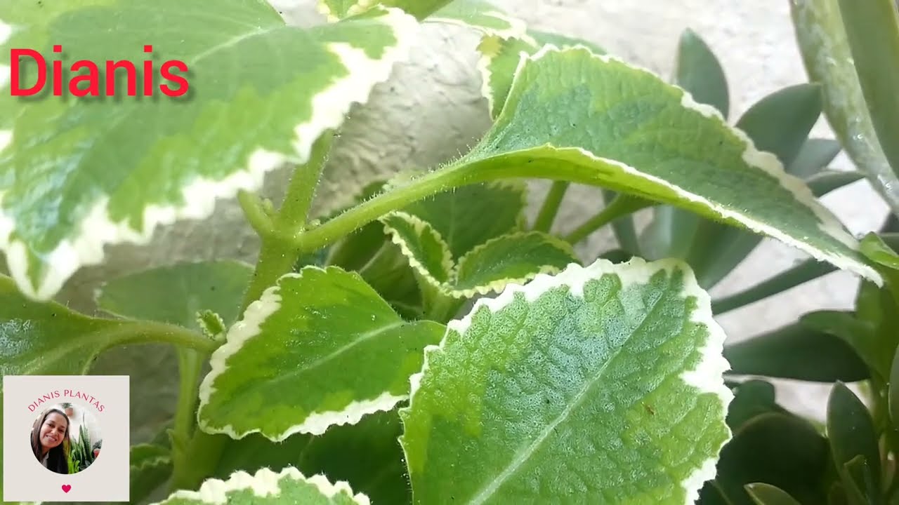 C&oacute;mo cuidar el or&eacute;gano variegado