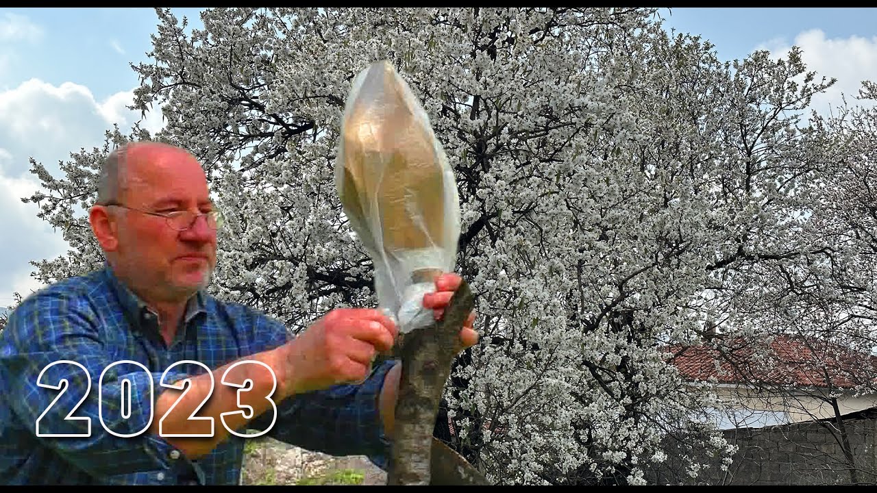 ΜΠΟΛΙΑΣΜΑ ΑΜΥΓΔΑΛΙΑΣ  ΣΕ ΒΕΡΙΚΟΚΙΑ