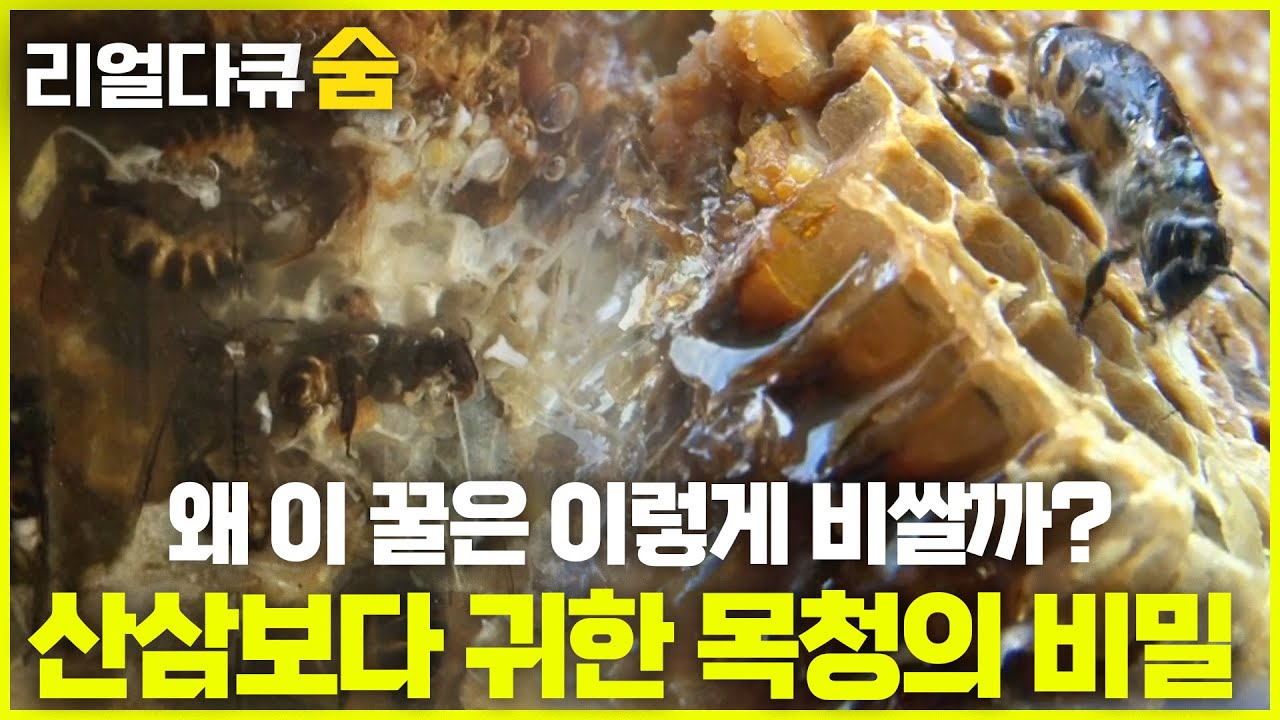 왜 이 꿀은 이렇게 비쌀까? 산삼보다 귀한 천연 목청의 비밀 | 리얼다큐숨