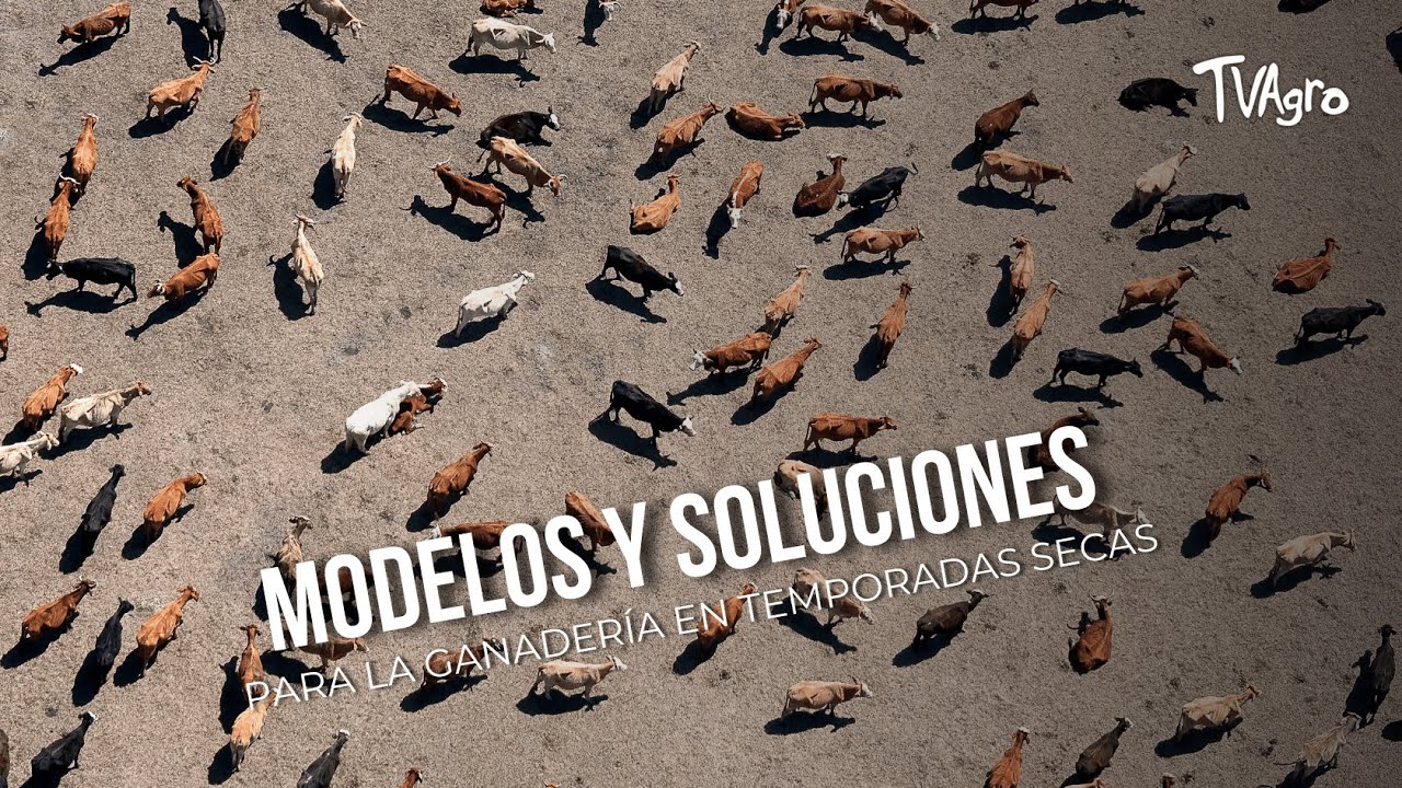 Modelos y soluciones para la ganadería en temporadas secas - TvAgro por Juan Gonzalo Angel