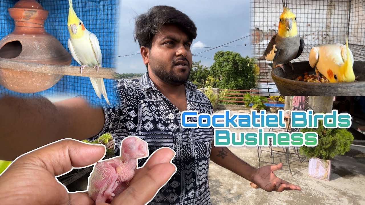How To Start A Cockatiel Bird Business?First Time Cockatiel Bird Care & Business |Cockatiel Breeding