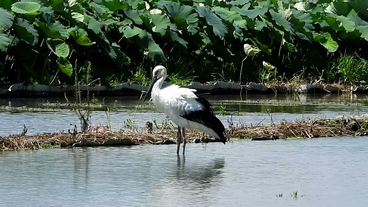 鳴門コウノトリ 2021/08/08 撮影 成長記録 徳島県鳴門市