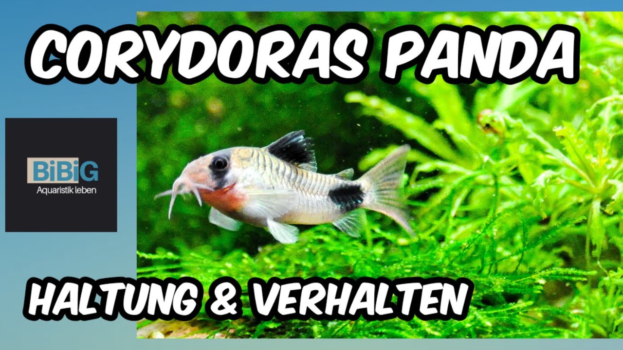 Der Corydoras Panda | Haltung & Verhalten | Fischenzyklop&auml;die | BiBiG