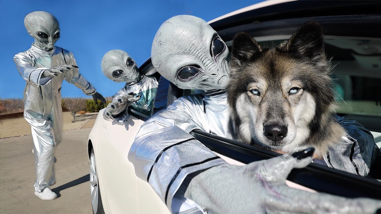Rogue Alien & Puppy Escape Alien Invasion! POV Chase