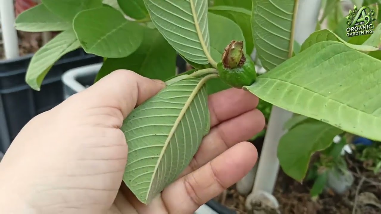 How I Got Fruit on My Thai Pink Guava Tree 🍈| थाई पिंक अमरूद पर फल लगना शुरू |