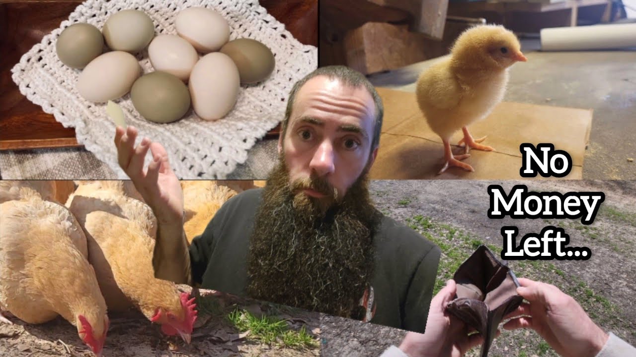 The REAL Cost of Raising Chickens... Is It Even Worth It???