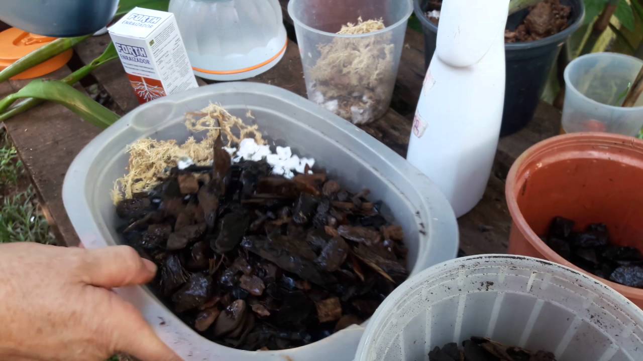 Usando Enraizador para Orquídeas