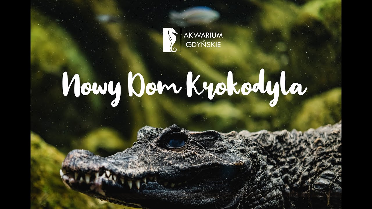 KROKODYL KRÓTKOPYSKI 🐊 ||  Budowa 🏠 w przyspieszonym tempie || Akwarium Gdyńskie
