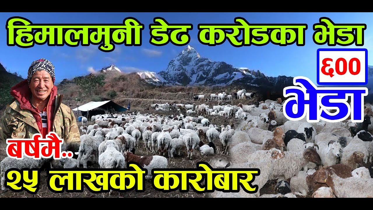 १ करोड ५० लाखको भेडा लिएर जंगल डुल्दै हिमालको जरामा पुग्ने दाई ! बर्षमा २५ लाख कारोबार │Nepal Chitra