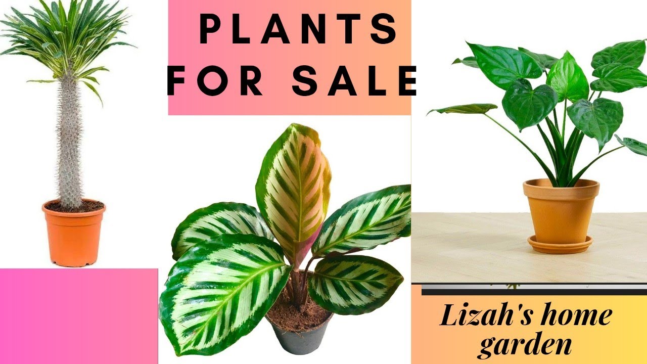 #plantsale#gardening#gardenplants#youtube#plantlover#home#plantsale#sales
