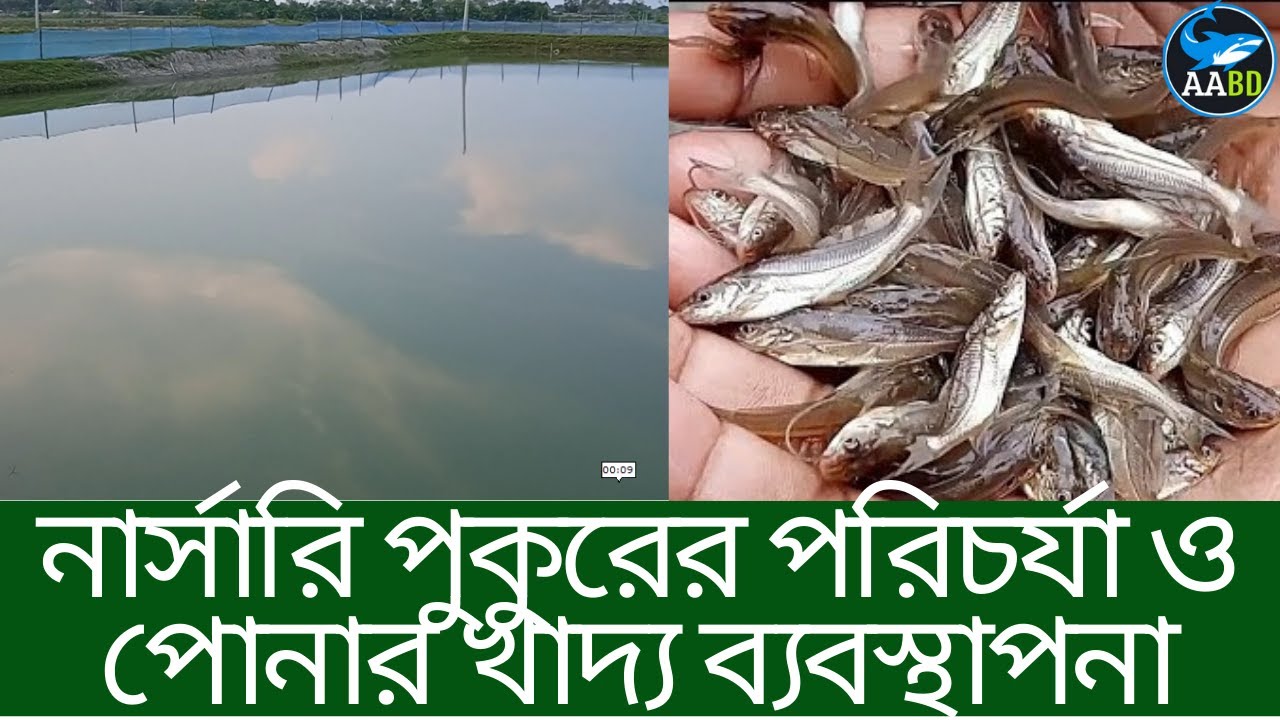 নার্সারি পুকুরে অধিক উৎপাদন পওয়ার জন্য কি করবেন (What Should be Done for Better Production of Fish)