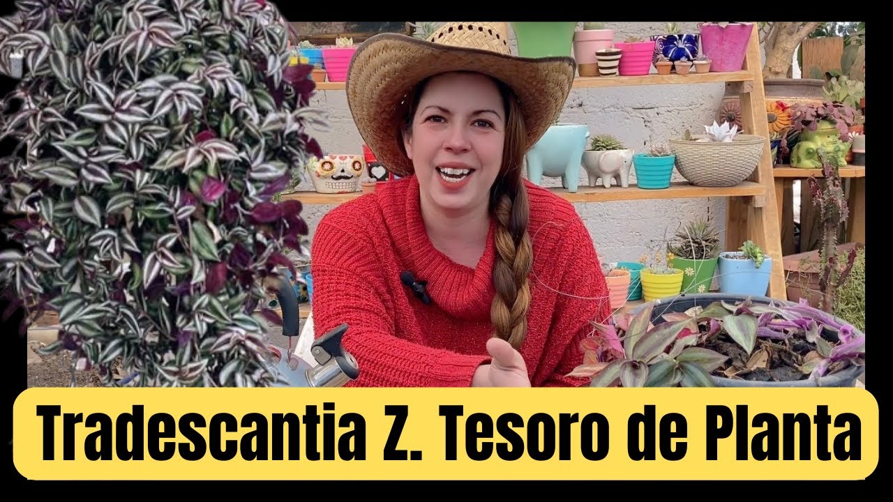 Tradescantia Zebrina oro puro para ti, planta hermosa y maravillosa