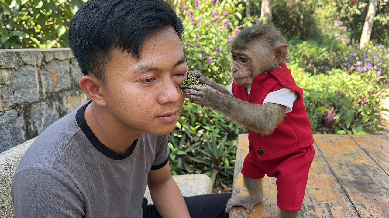 Seeing Dad in Pain, Monkey Bon Quickly Gathers Healing Herbs