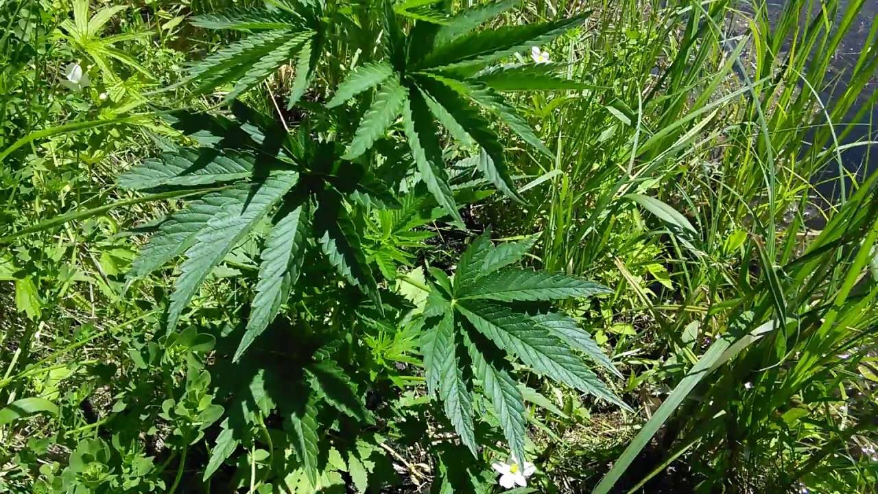 PART 2: THREE, SUPER PURPLE KUSH - WEEK 3 - Outdoor Marijuana Guerilla Growing