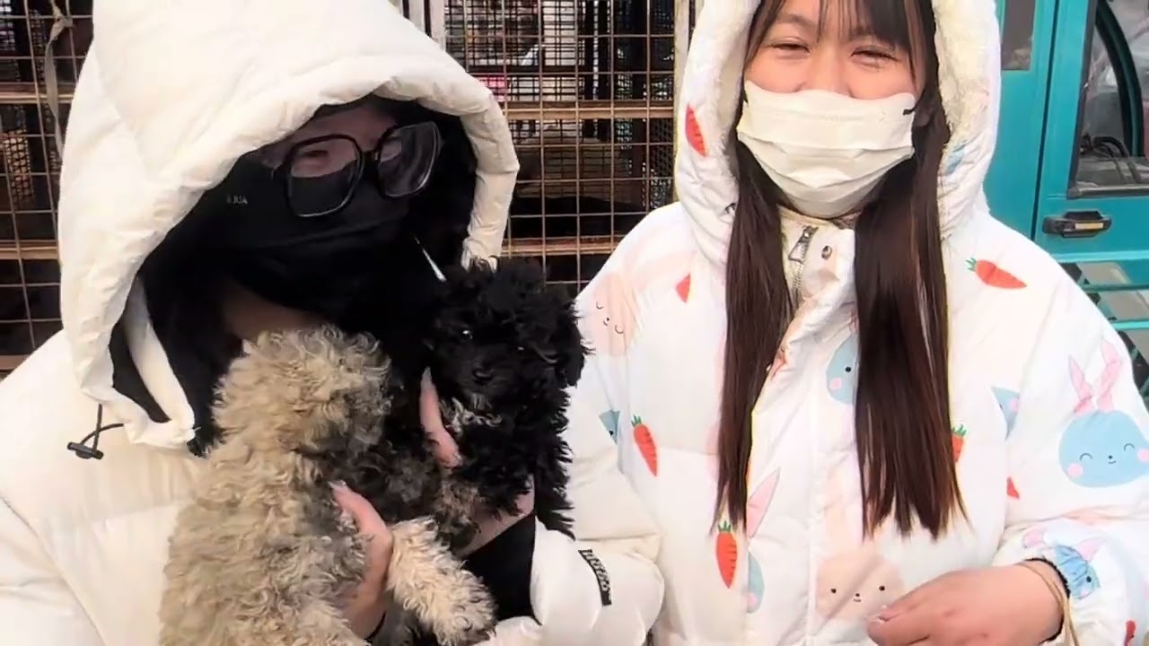 逛农村狗市了，了解宠物狗价格！ #比熊犬 #狗场
