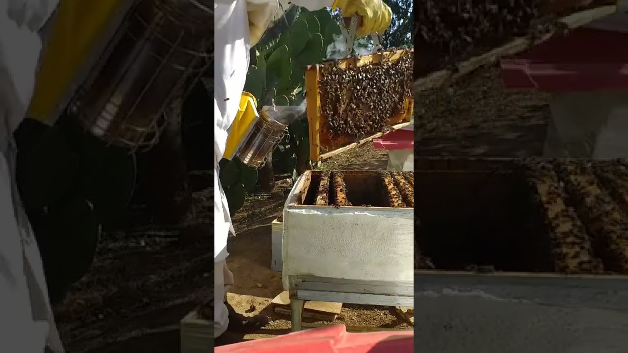 تغذية مع تشتية النحل
