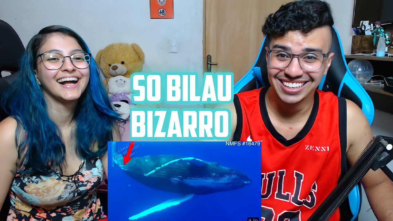 CHORAMOS DE RIR REAGINDO  AO 🔴 Os maiores e mais estranhos Bilaus do Reino Animal! REDUX