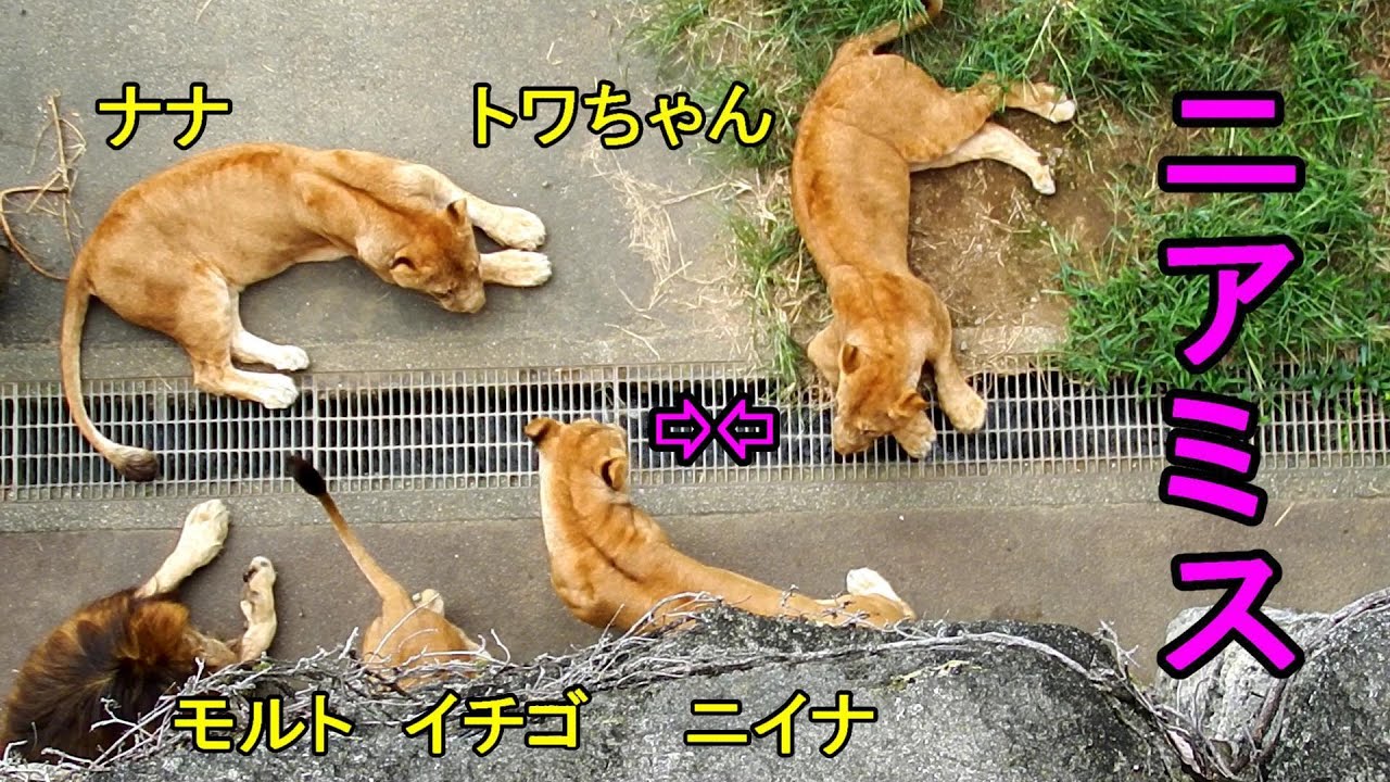 トワちゃんとニイナがニアミス　Lion (ライオン)　多摩動物公園